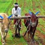 Govt gives nod to National Mission on Natural Farming to revive sustainable, chemical free farming