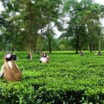 FSSAI proposes new pesticide residue limits for acetamiprid and imidacloprid in tea