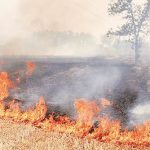 Centre appreciates efforts of Punjab, Haryana, UP, Delhi in reducing stubble burning