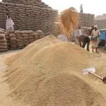Govt raises wheat MSP by Rs 25 to Rs 2,610 per quintal for 2027-28