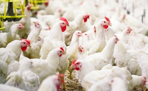 Experts express concern over avian influenza spread to humans