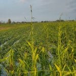 Bihar Faces Massive Rabi Crop Loss; AIKS Demands Rs 50,000 Compensation, Loan Waiver